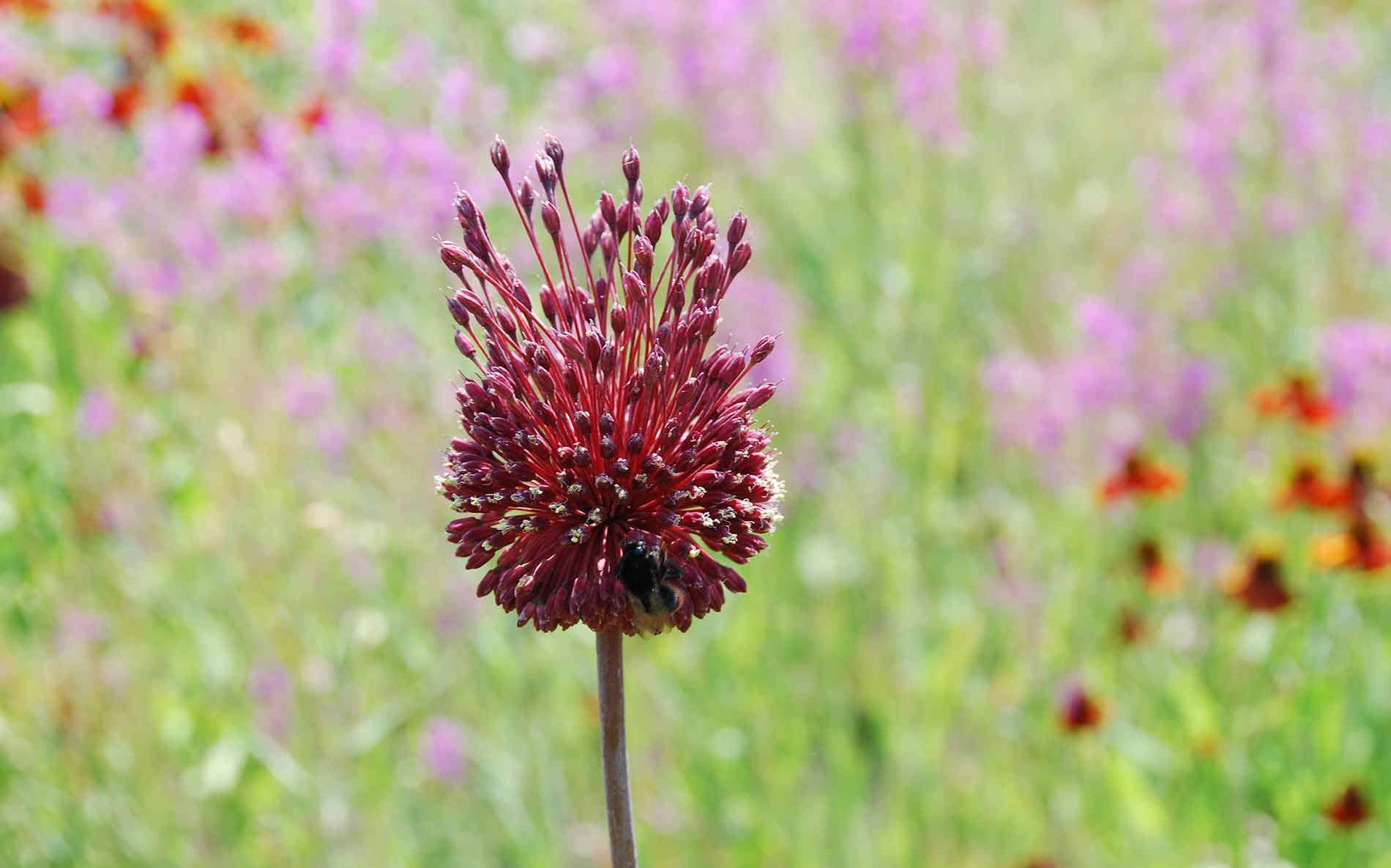 Sunken garden design Allium bee