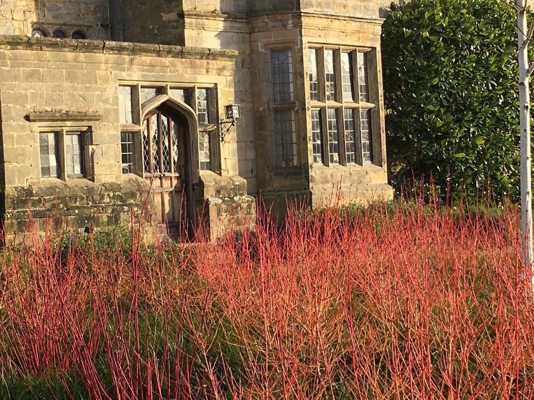 Cornus in a modern garden design