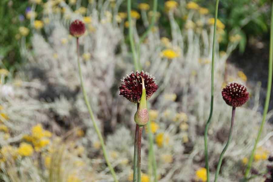 garden designer reviews claire winchester garden designer reviews