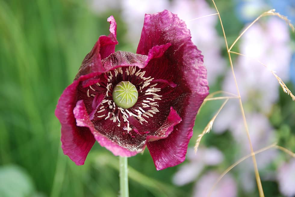 Garden Design, When is the best time of year to start planning?